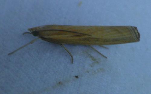 Réf. 237 458 : Agriphila tristella